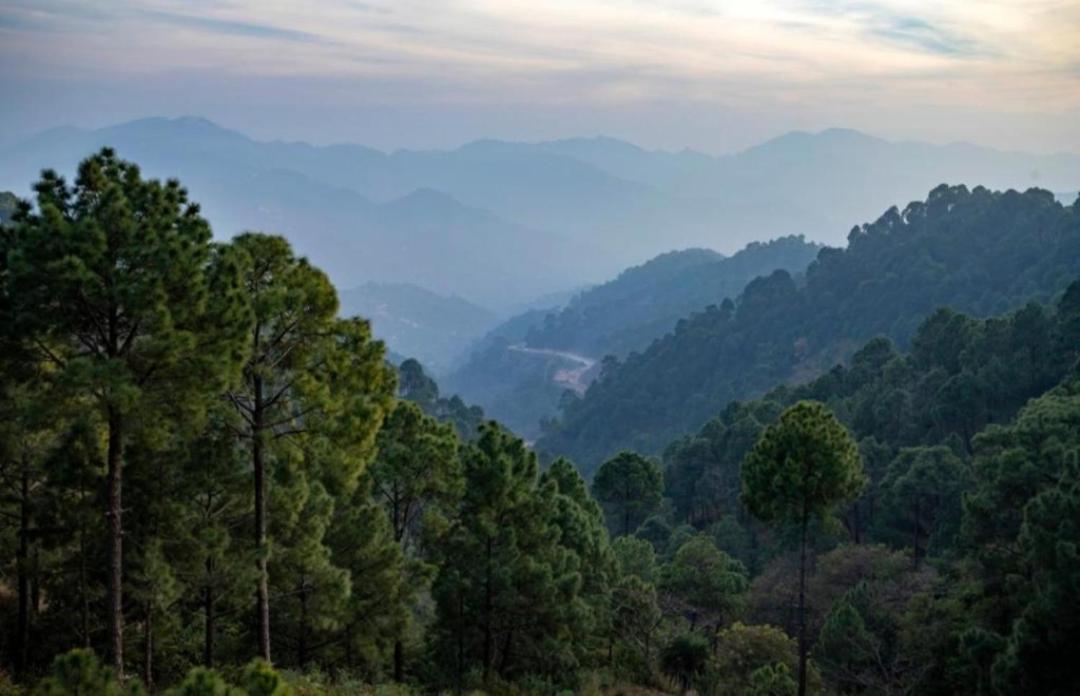 The Heritage Home Kasauli I Pine View Serviced Villa I Best Seller I Vacations I Family Events I Sky Bonfire I Kasauli By Exotic Stays Exterior foto